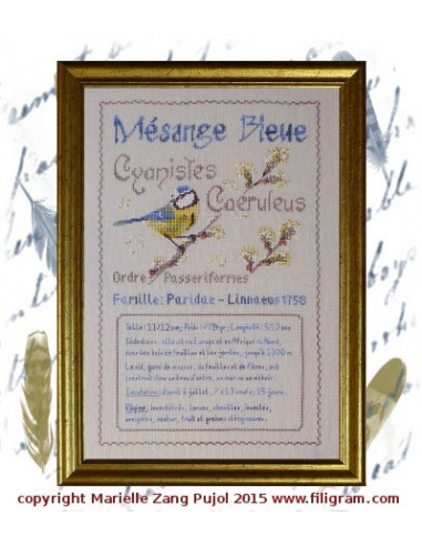 Filigram - fiche - Mésange Bleue - Fiche ornithologique